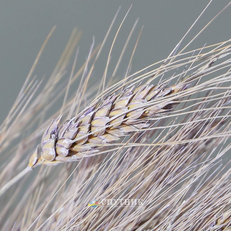 Сухоцвет Тритикум пшеница. Моль в сухоцветах пшеницы. Triticum группа фото. Triticum New coordmate 106700. Тритикум слушать