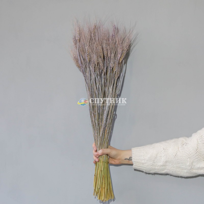 Купить тритикум розовый, крашеная пшеница сухоцвет оптом и в розницу в СПб