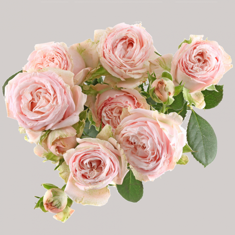 Купить кустовую розу Бомбастик в СПб