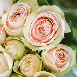 Роза кустовая Блаш Иришка | Blush Irishka Spray Rose 