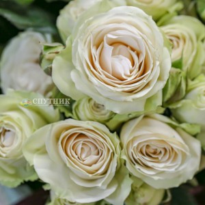 Роза кустовая Вайт Иришка | White Irishka Spray Rose