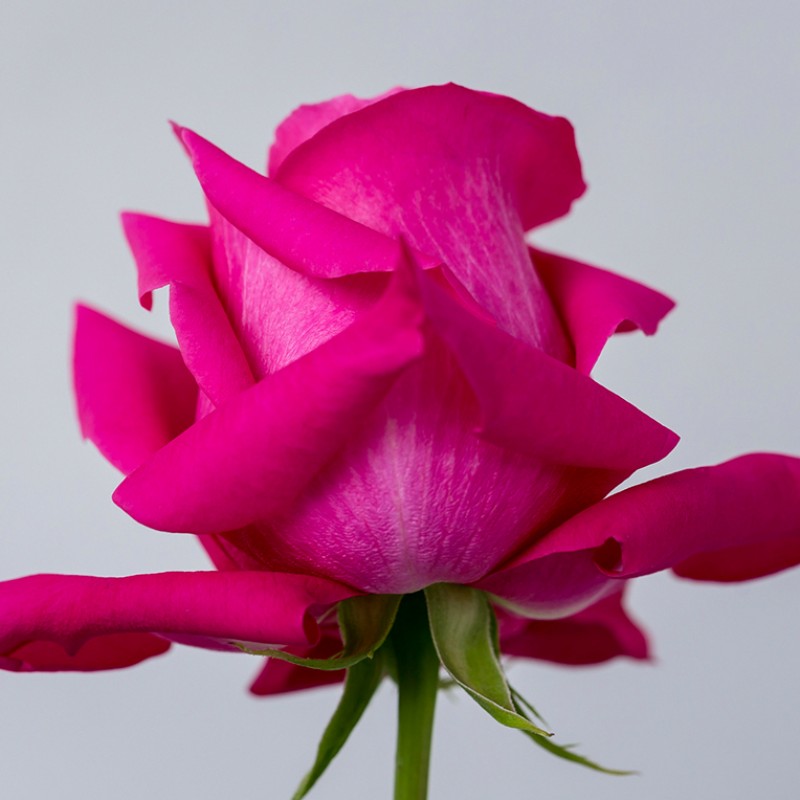 Купить розы Пинк Флойд оптом и в розницу в СПб