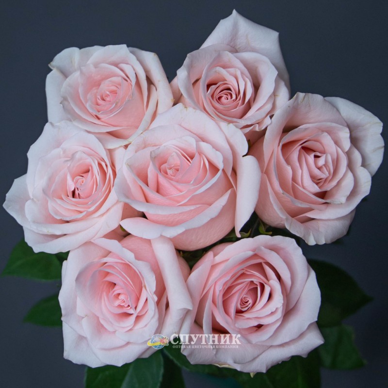 Купить розовые розы Амороса в СПб | Оптовая цветочная компания СПУТНИК