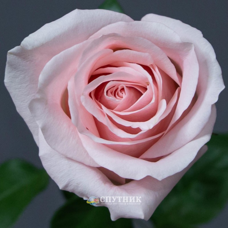 Купить розовые розы Амороса оптом в СПб