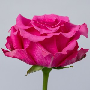 Роза Балет | Ballet Rose
