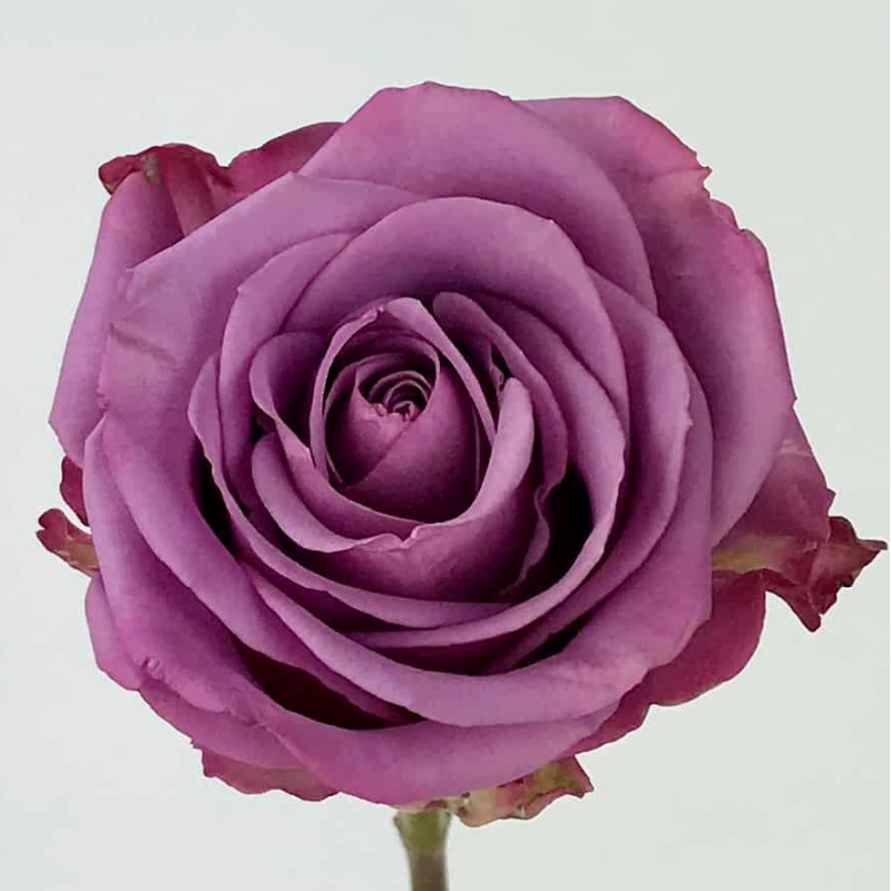 Купить сиреневые розы Оушен Сонг в СПб недорого оптом и в розницу