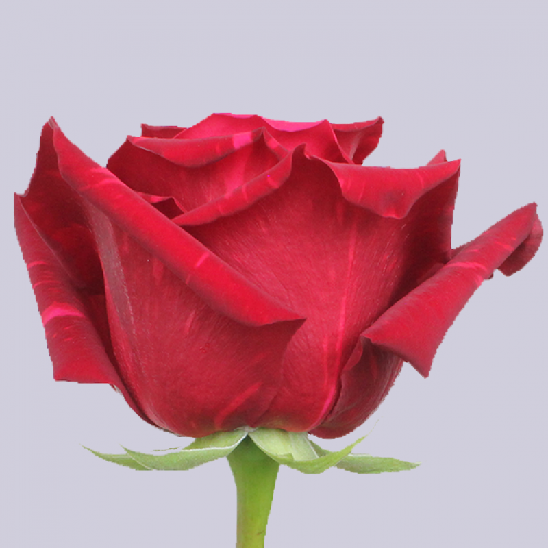 Купить бордовые двухцветные розы Ред Пантер в СПб