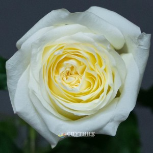 Роза Кэндллайт | Candlelight Rose