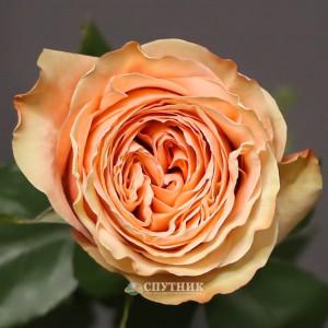 Роза Кахала | Kahala Rose 