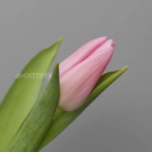 Тюльпан Аафке | Aafke Tulip