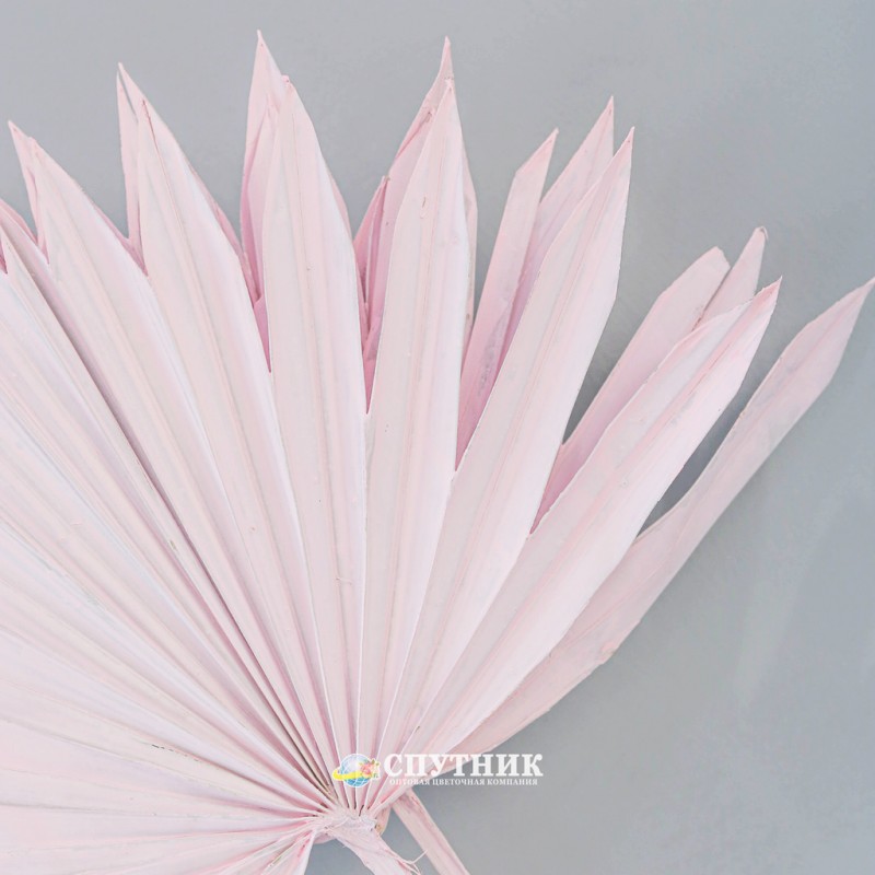Купить копье розовое в СПб оптом и в розницу ✿ Оптовая цветочная компания СПУТНИК