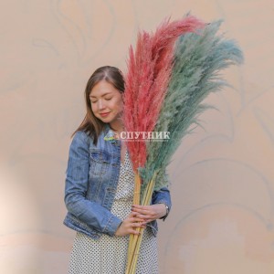 Пампасная трава (кортадерия) цветная микс 110 см