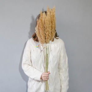 Пампасная трава (кортадерия) натуральная 75 см