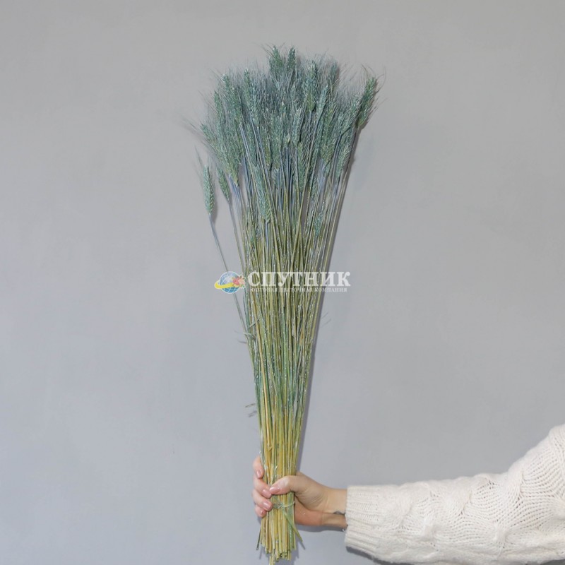 Купить тритикум голубой, крашеная пшеница сухоцвет оптом и в розницу в СПб