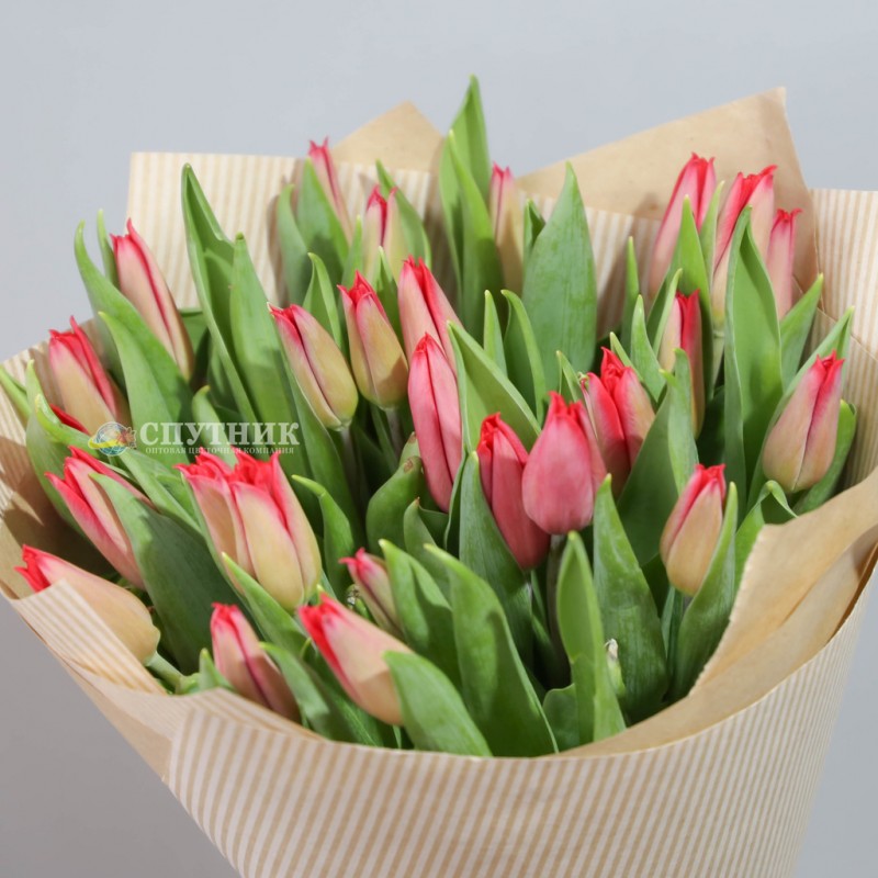 Купить букет красных тюльпанов на 8 марта в СПб недорого