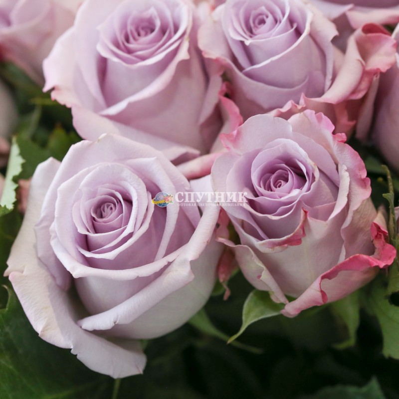 Купить сиреневые розы Оушен Сонг в СПб ✿ Оптовая цветочная компания СПУТНИК