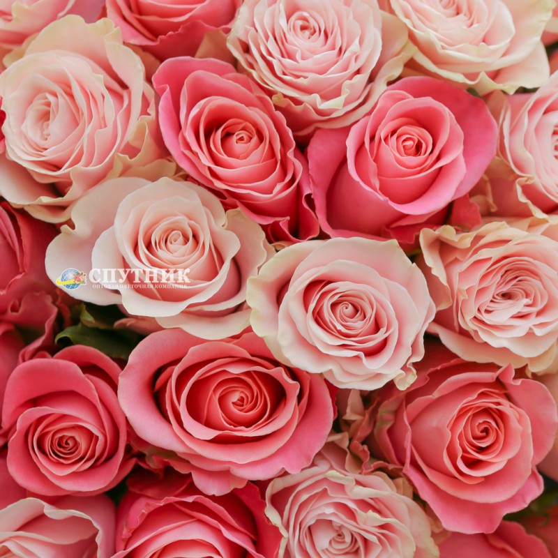 Большой букет розовых роз купить в СПб