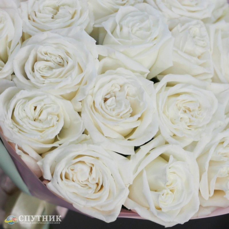 Розы Плайя Бланка, букет белых роз купить в СПб 