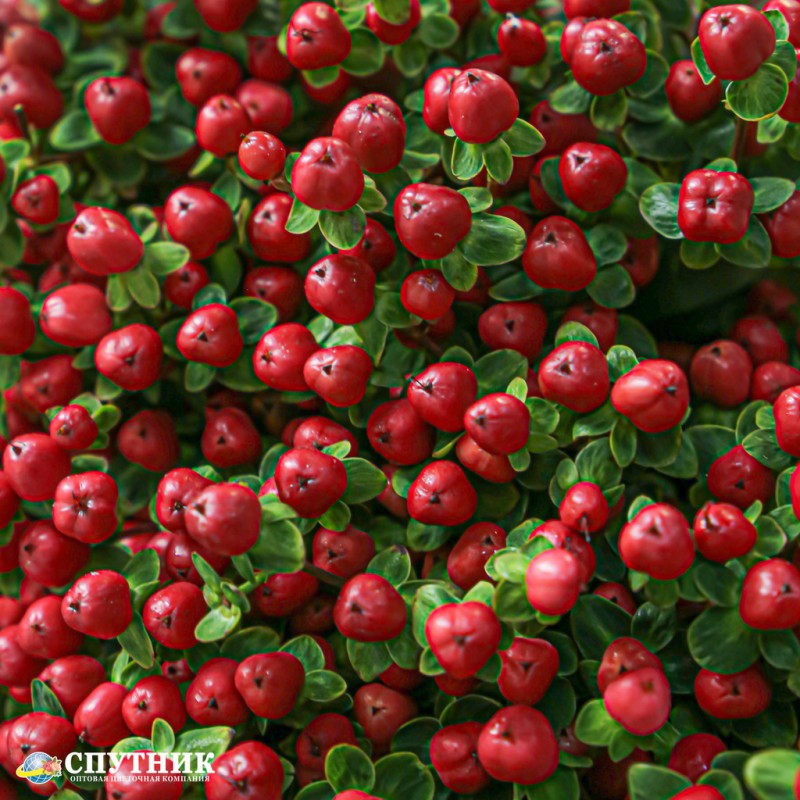 Гиперикум красный, Hypericum Red на сайте оптовой цветочной компании СПУТНИК