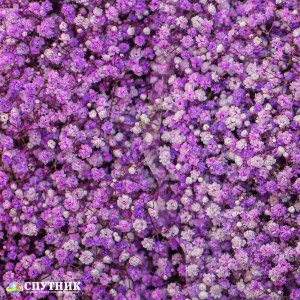 Гипсофила лавандовая | Gypsophila Lavender