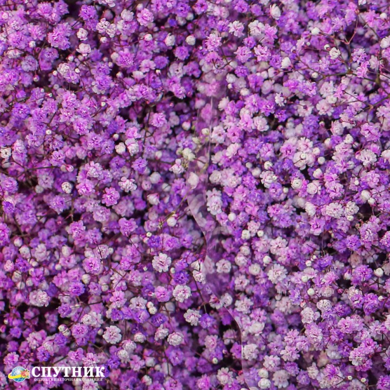 Гипсофила фиолетовая, гипсофила сиреневая на сайте оптовой цветочной компании СПУТНИК