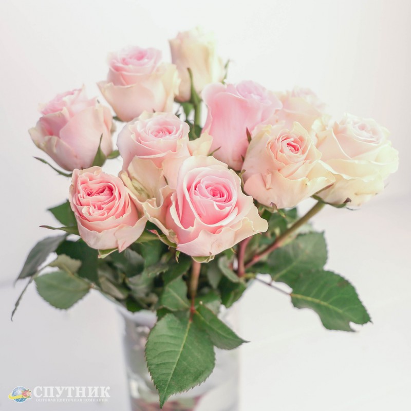 Купить розы Упендо Дюшес оптом и в розницу  в СПб
