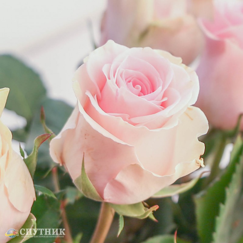 Купить розы Упендо Дюшес оптом и в розницу  в СПб