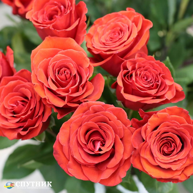 Роза Нина на сайте оптовой цветочной компании Спутник