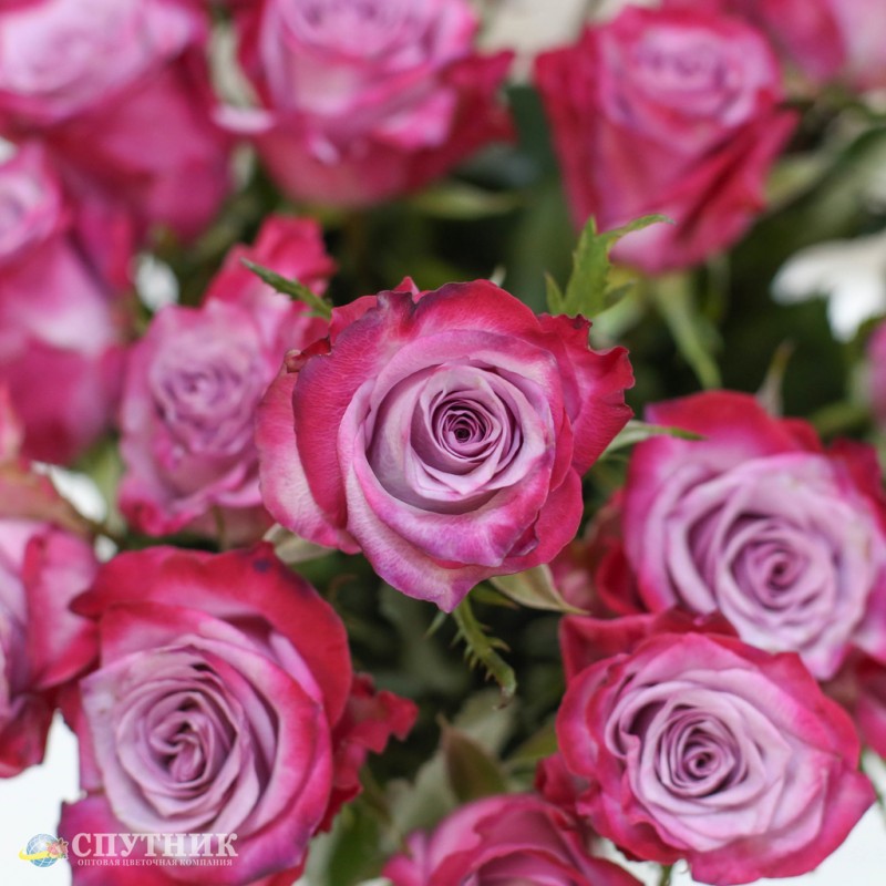 Купить розы Дип Перпл оптом и в розницу в СПб