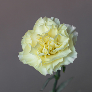 Гвоздика одноголовая Дилетта Крема | Diletta Crema Carnation