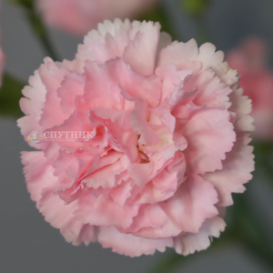 Гвоздика кустовая Роксана | Roxanne Carnation