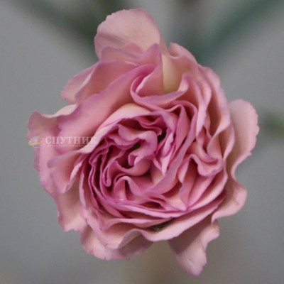 Гвоздика кустовая Свит Мокко | Sweet Mocha Carnation