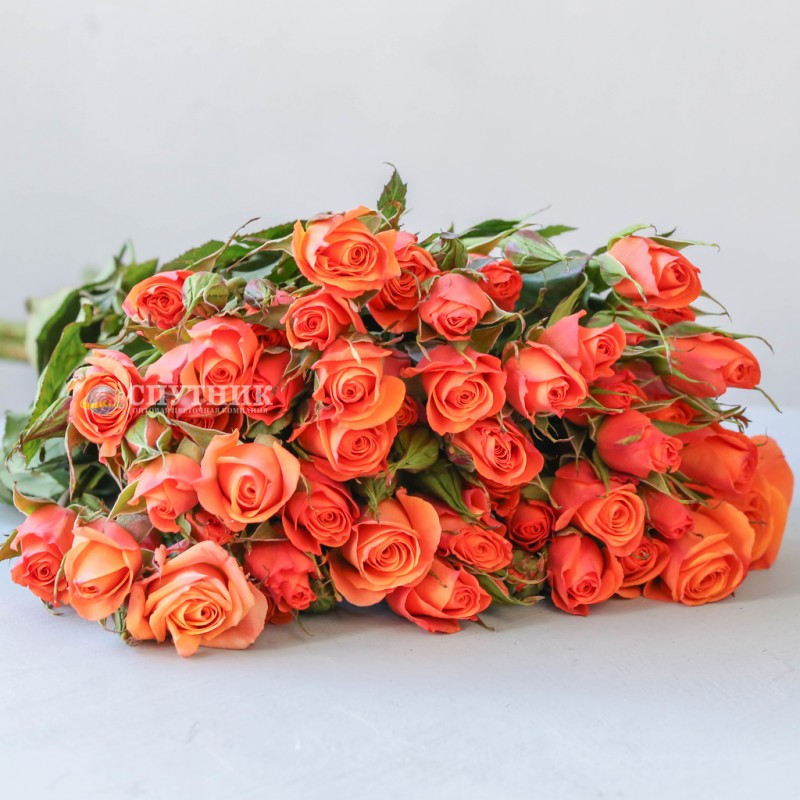 Купить кустовые оранжевые розы Оранж Стар Иришка купить оптом в розницу в СПб