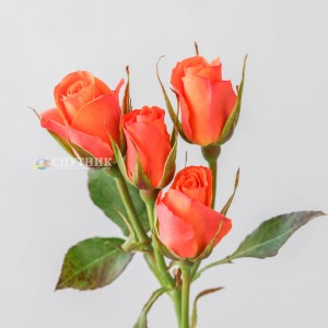 Роза кустовая Оранж Стар Иришка | Orange Star Irishka Spray Rose 