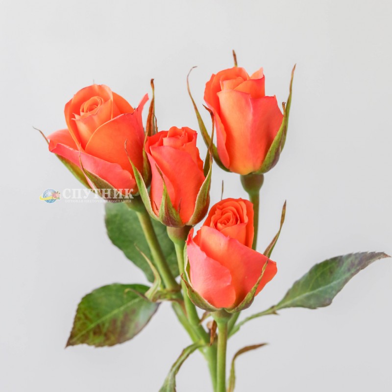 Купить кустовые оранжевые розы Оранж Стар Иришка купить оптом в розницу в СПб