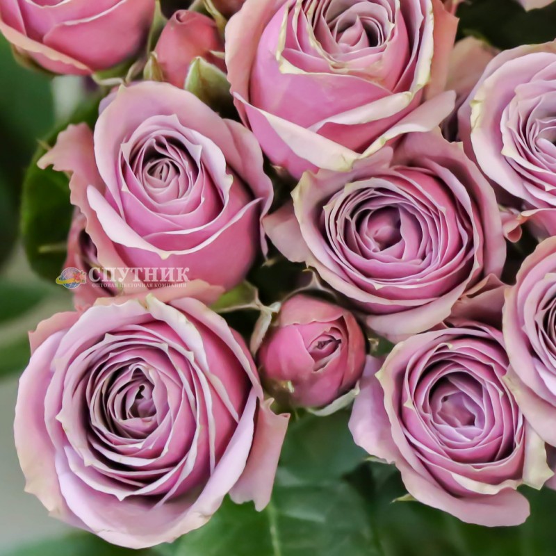 Купить кустовые розы Лавандер Иришка оптом и в розницу в СПб