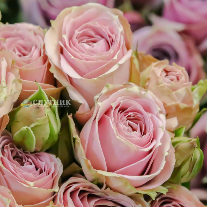 Купить розовую кустовую розу Пинк Иришка оптом и в розницу в СПб