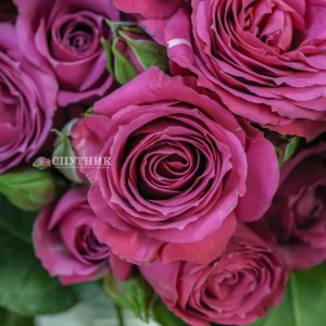 Роза кустовая Сплендид Иришка | Splendid Irishka Spray Rose 