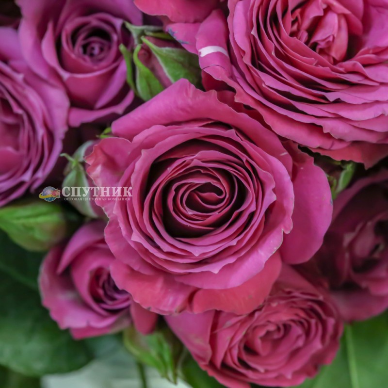 Купить кустовые розы Сплендид Иришка оптом и в розницу в СПб