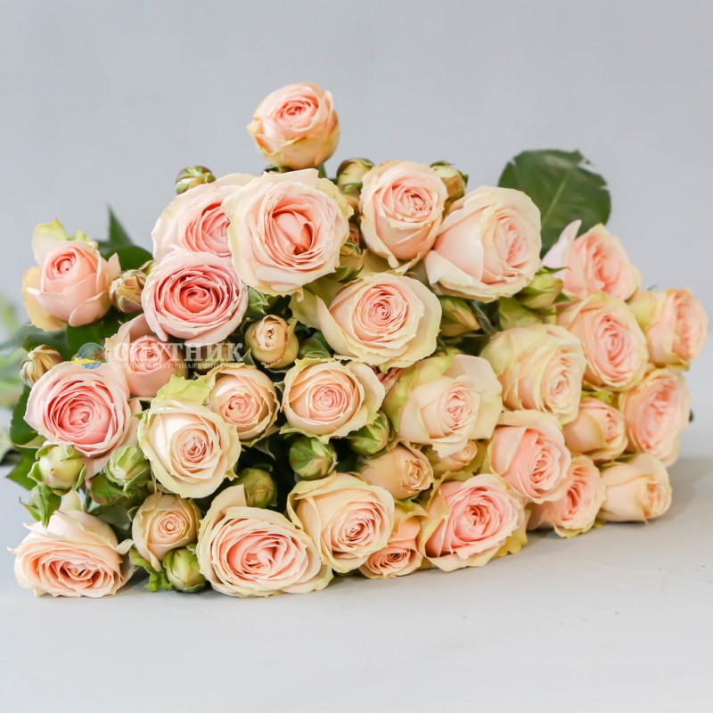 Купить кустовую розу Блаш Иришка в СПб недорго