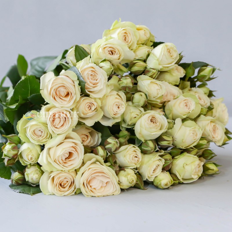 Купить белые кустовые розы Вайт Иришка оптом и в розницу в СПб