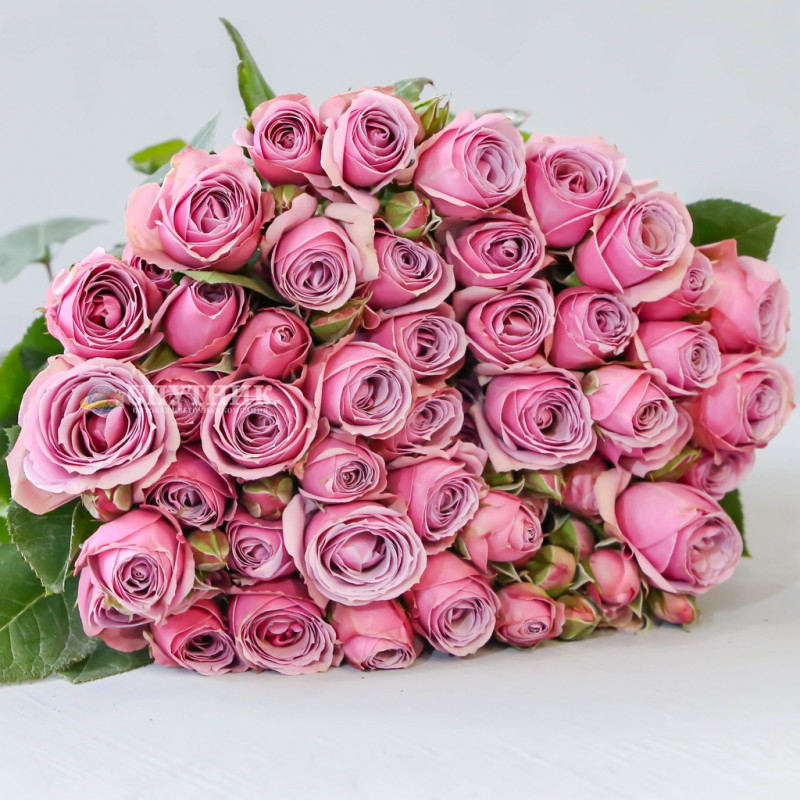 Купить кустовые розы Лавандер Иришка оптом и в розницу в СПб