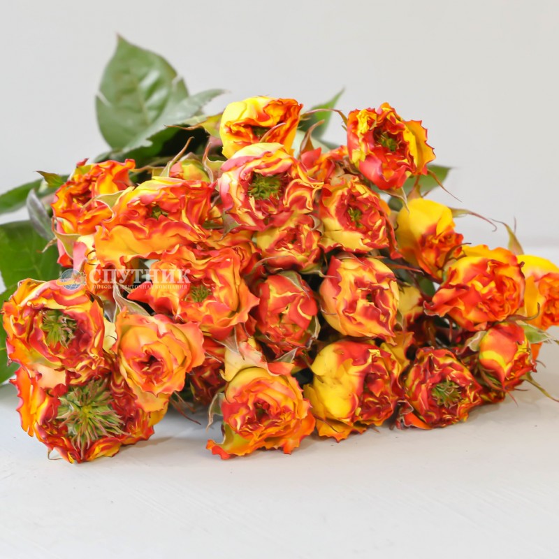 Купить кустовую розу Кабана Иришка оптом и в розницу в СПб
