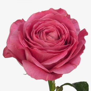 Роза Олл фо Лав | All 4 Love Rose
