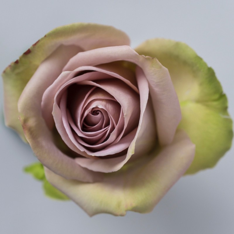 Купить розы Амнезия оптом и в розницу в СПб