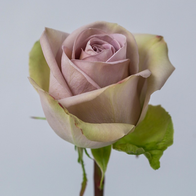 Купить розы Амнезия оптом и в розницу в СПб