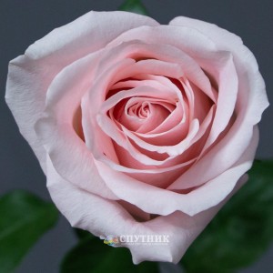 Роза Амороса | Rose Amorosa