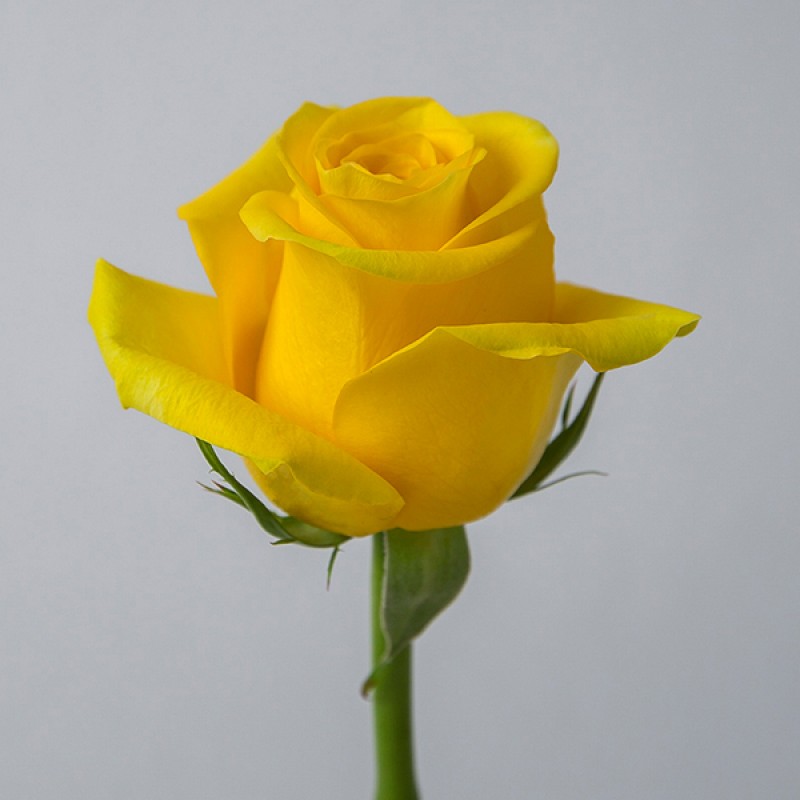 Купить розы Брайтон в СПб оптом и в розницу