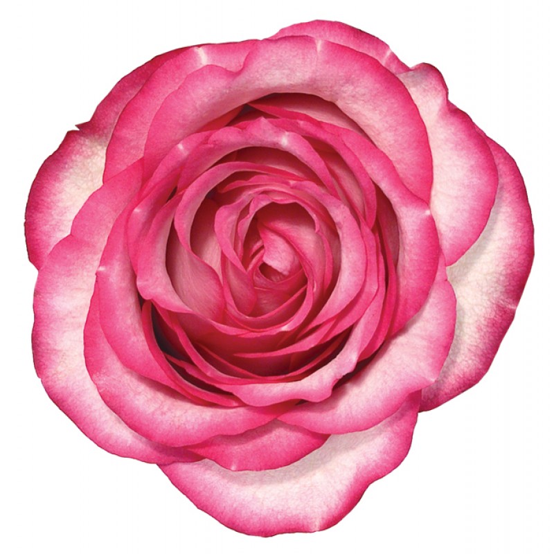 Купить розы Карусель оптом и в розницу недорого в СПб
