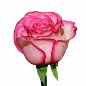 Роза Карусель | Carousel Rose